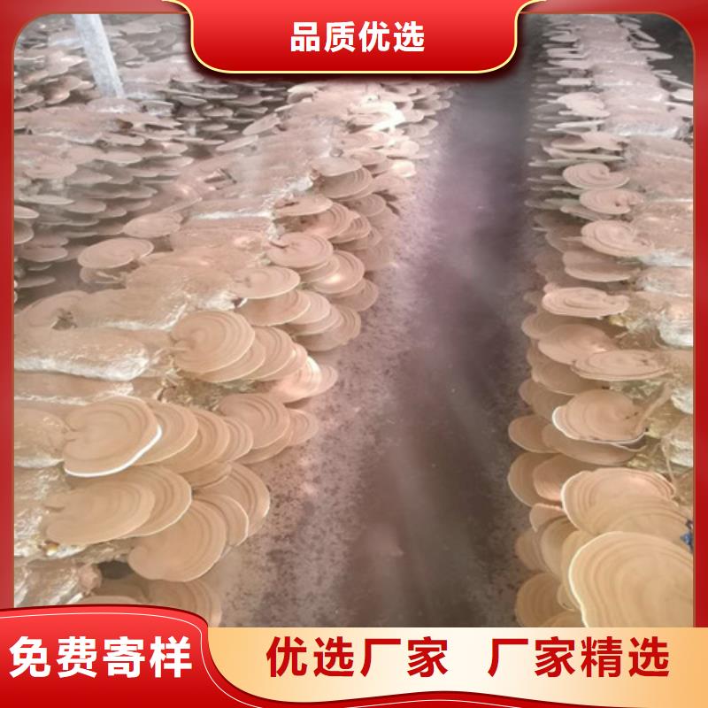 破壁灵芝孢子粉-视频-破壁灵芝孢子粉(云海)覆盖地域黑龙江省牡丹江市宁安|穆棱|齐齐哈尔|佳木斯|大兴安岭|哈尔滨