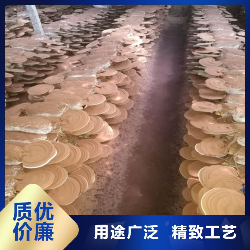 咨询灵芝孢子粉厂家