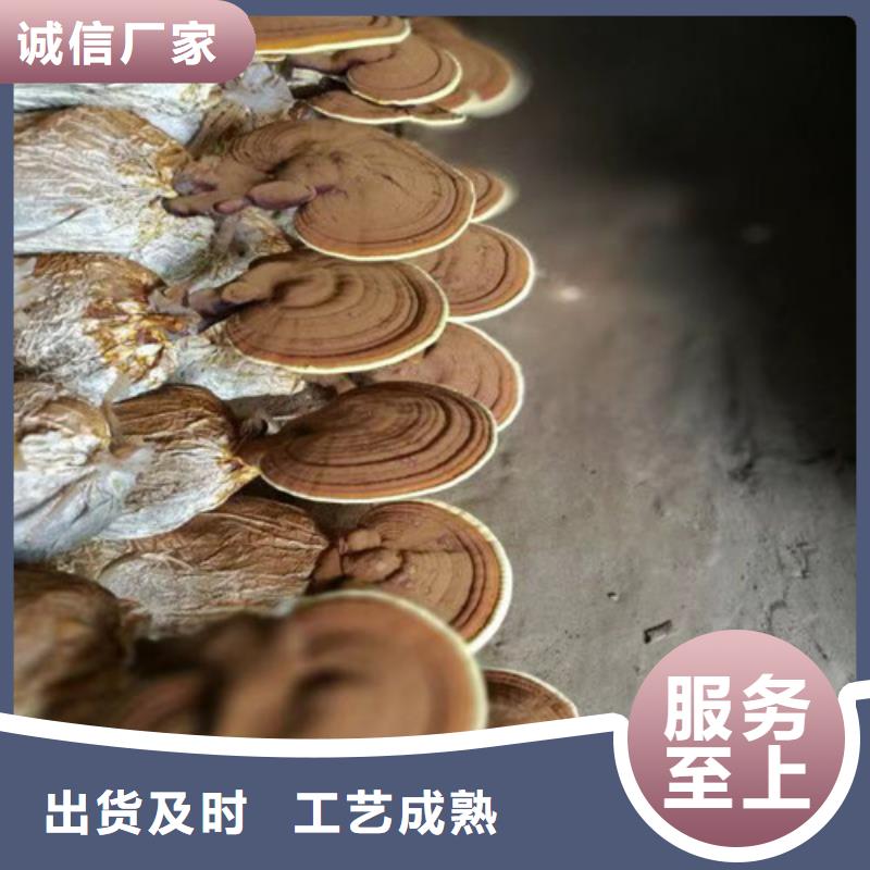 阳春灵芝吃的方法