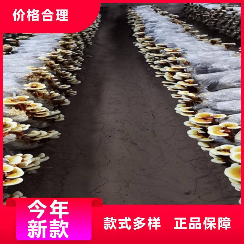 
灵芝粉经济实用