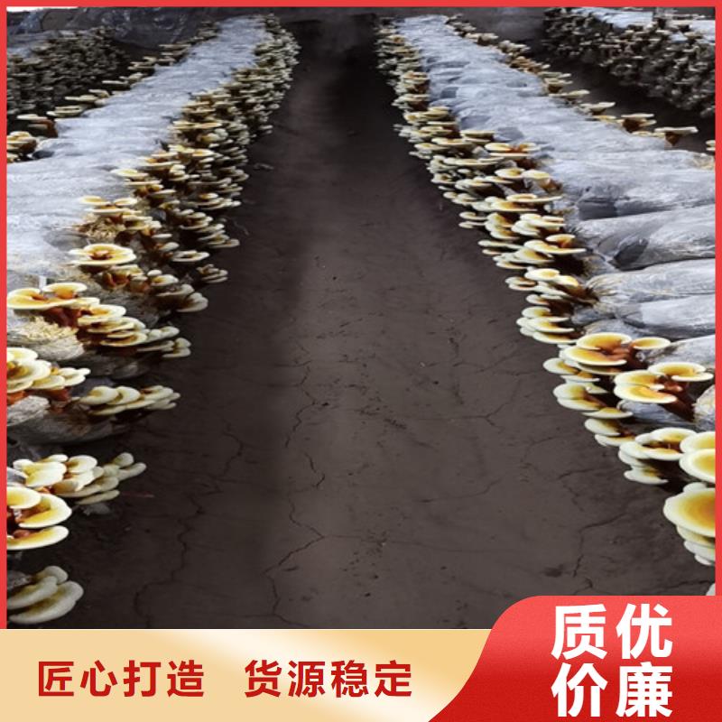 发货及时的椴木灵芝批发商