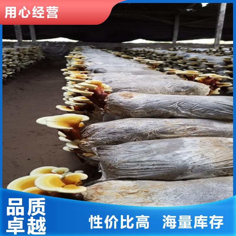 凤县破壁灵芝孢子粉怎么吃好吃