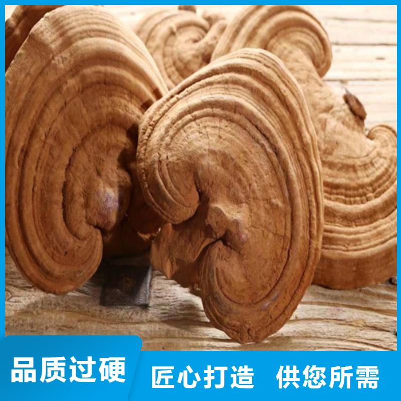 滦南灵芝是什么味道