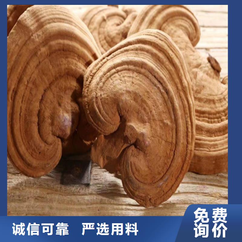 靠谱的灵芝粉经销商