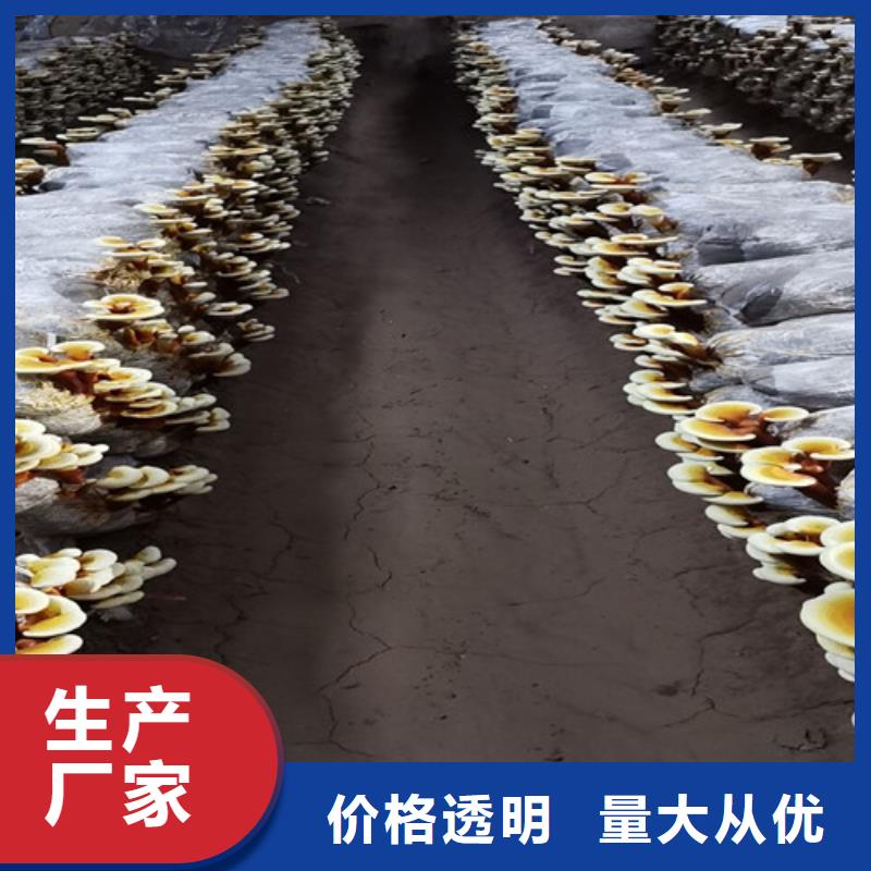 灵芝超微粉厂家-定制