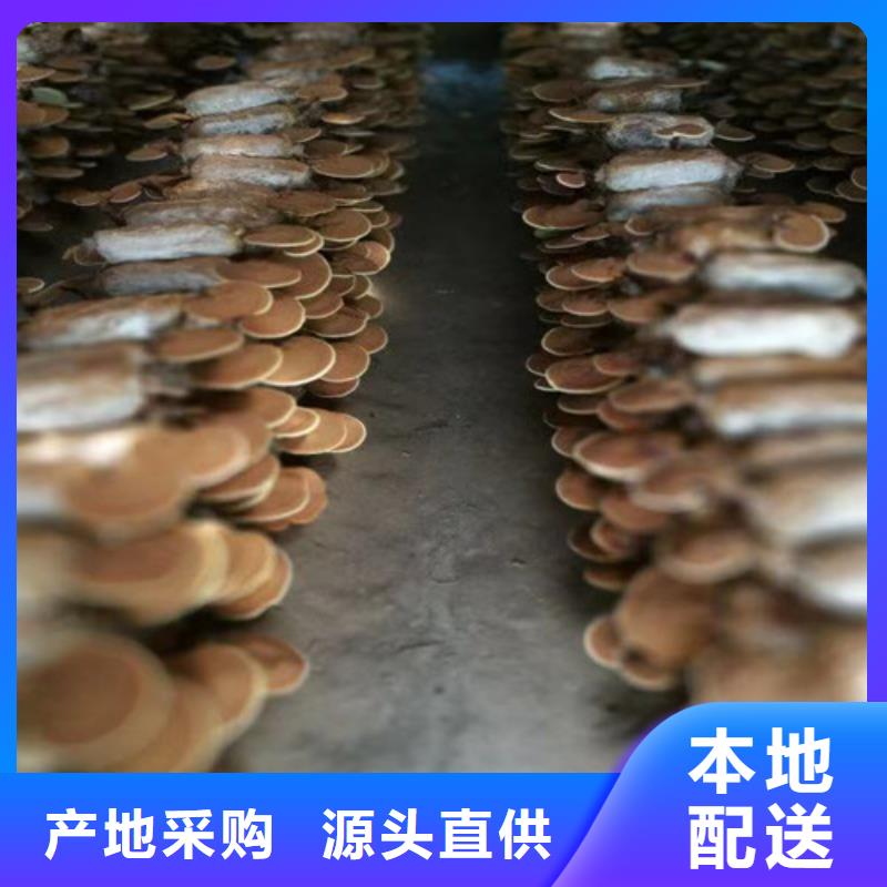 灵芝孢子粉灵芝破壁孢子粉经销商