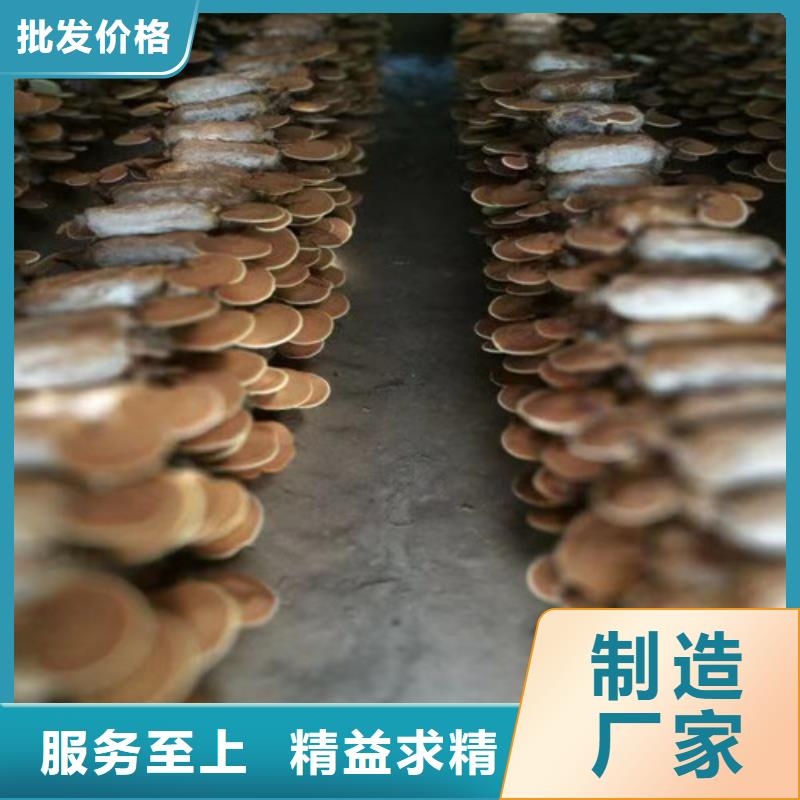 破壁灵芝孢子粉-视频-破壁灵芝孢子粉-甘肃省天水市甘谷|秦安|平凉|白银|金昌|临夏本土生产商