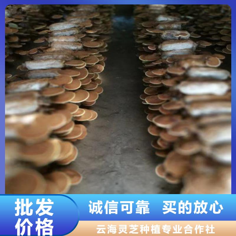 滦南灵芝是什么味道