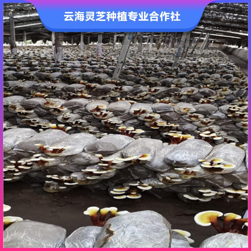 灵芝孢子粉规格齐全的厂家