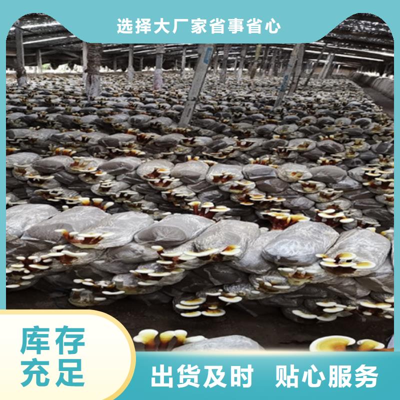 灵芝粉加工厂家