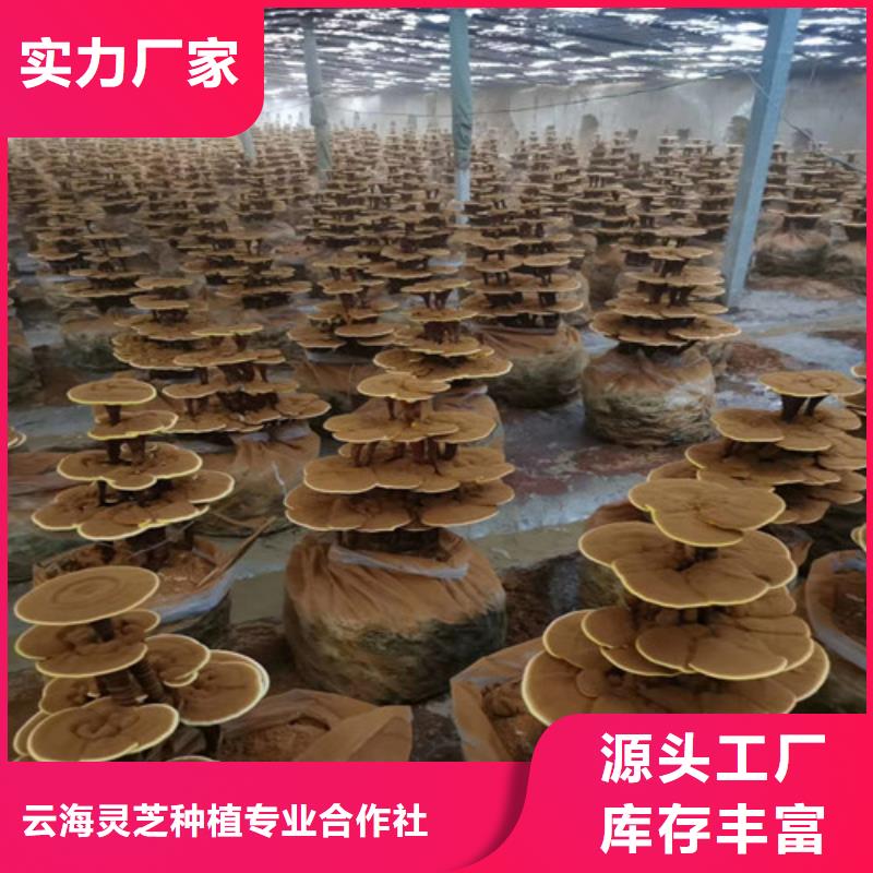 金台灵芝切片怎么样