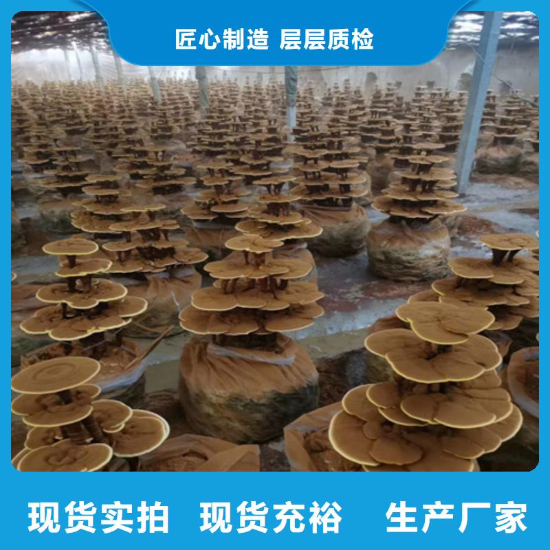 丰南灵芝怎么样