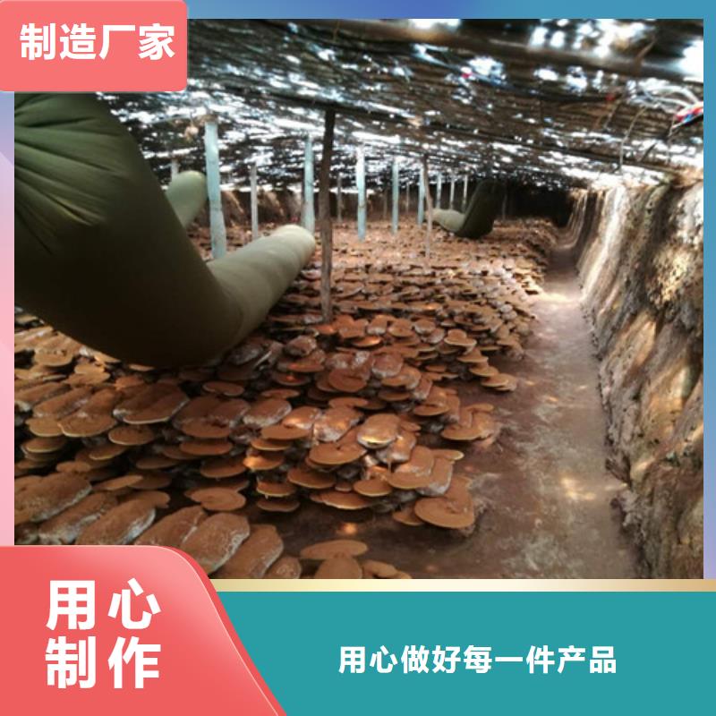 供应孢子灵芝_生产厂家