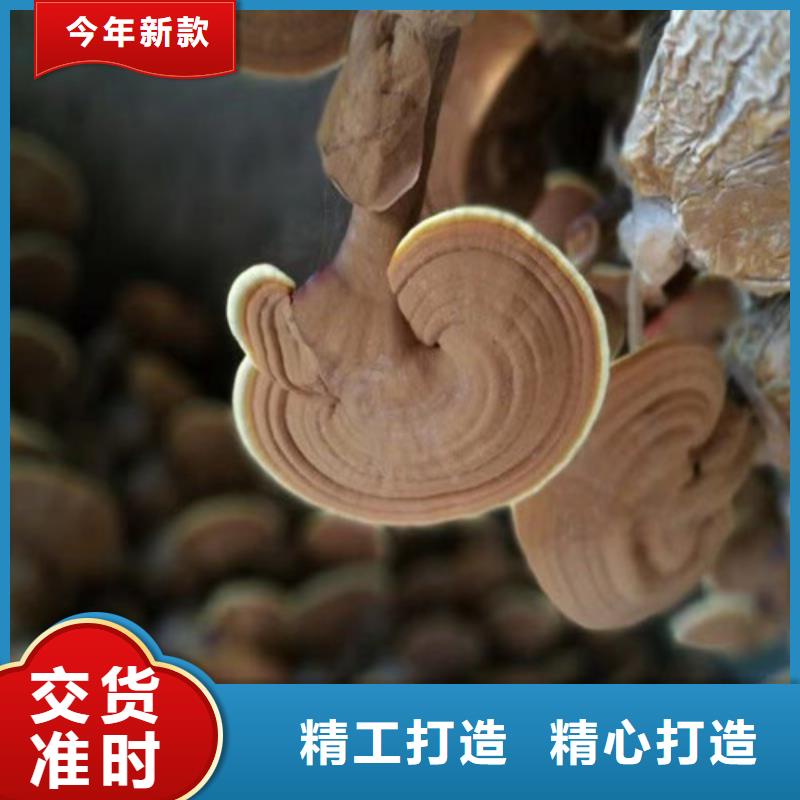灵芝超细粉诚信商家