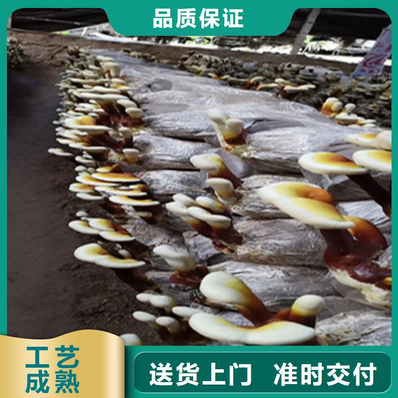 支持定制的灵芝切片公司