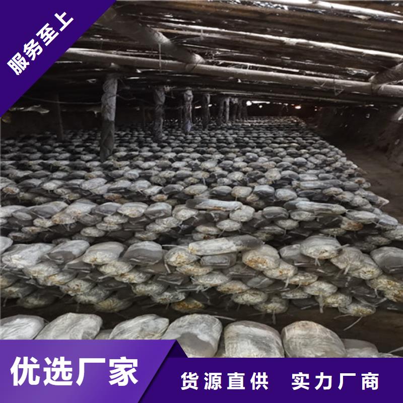 破壁灵芝孢子粉质量稳定