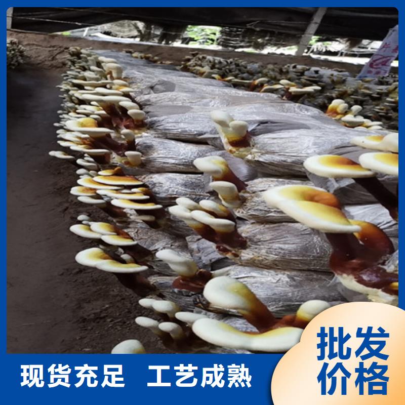 灵芝批发厂家价格优惠