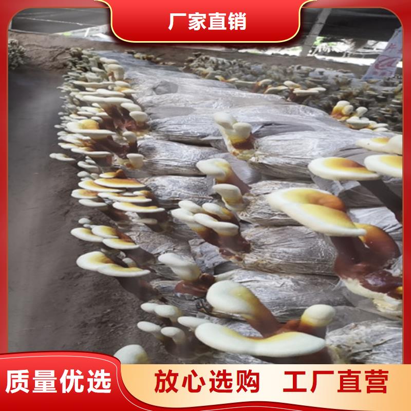 阳春灵芝吃的方法