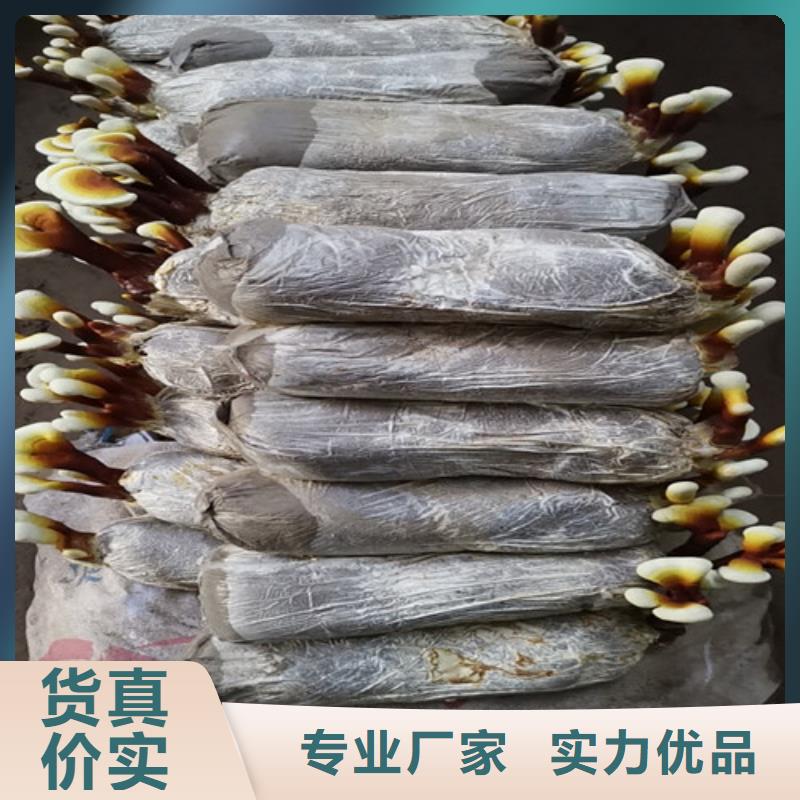畅销的孢子灵芝生产厂家
