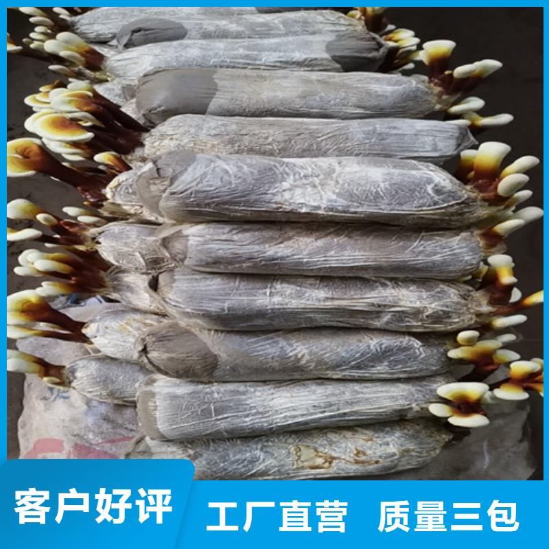 靠谱的灵芝粉经销商