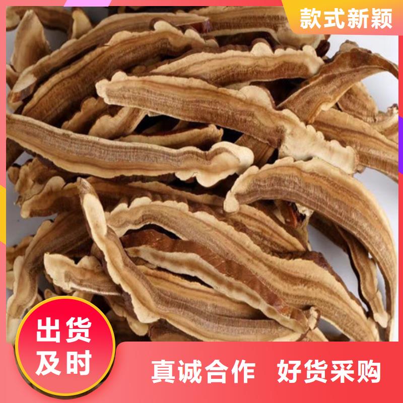 发货及时的椴木灵芝批发商