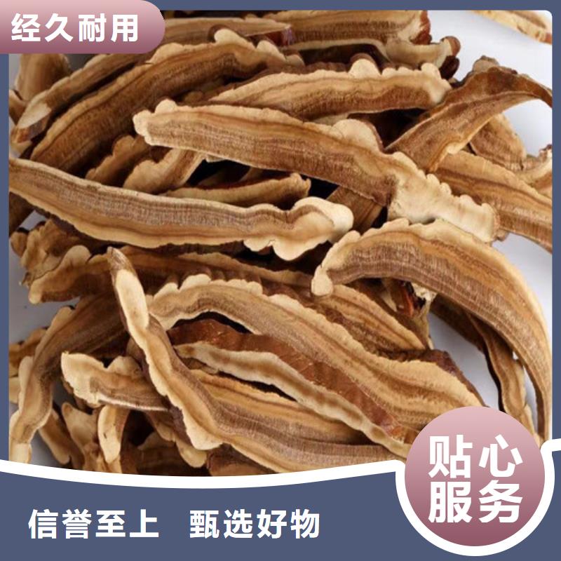 库存充足的灵芝孢子粉公司
