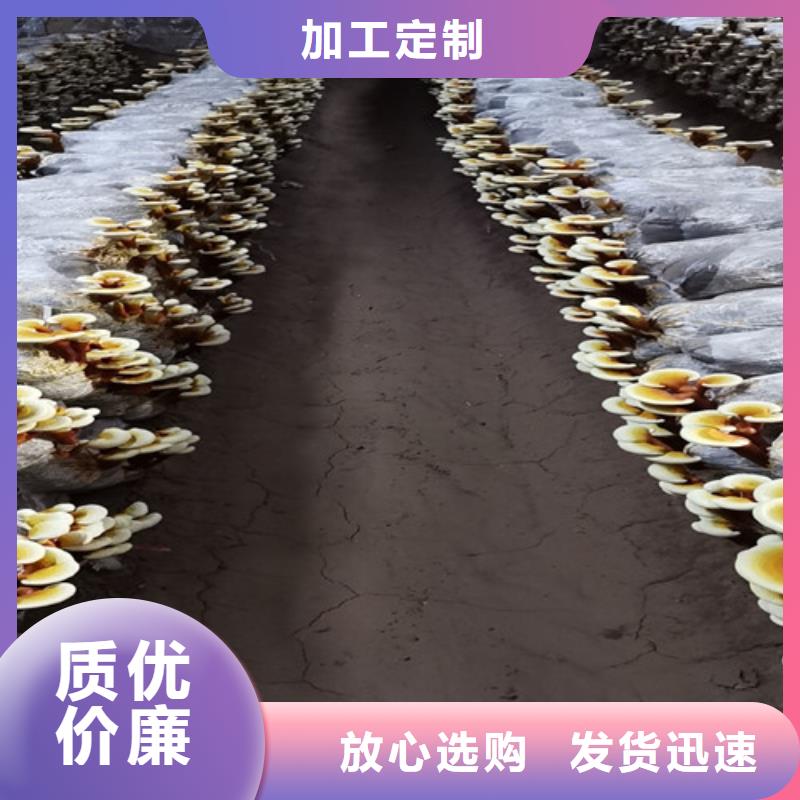 灵芝粉现货直销厂家