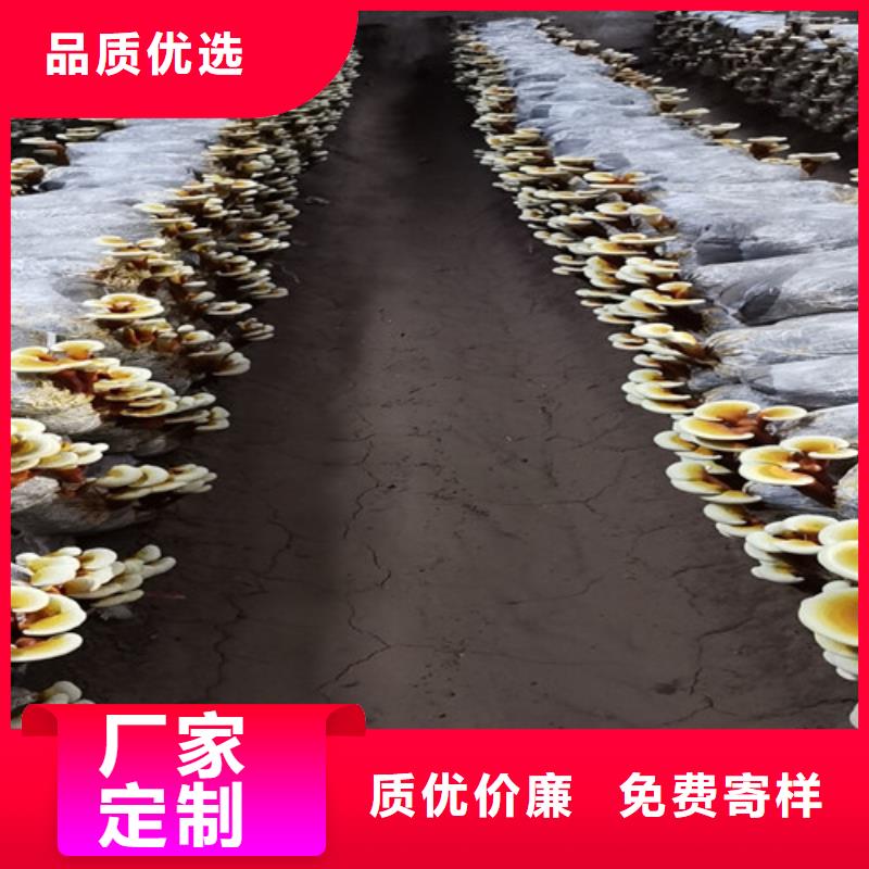 破壁灵芝孢子粉-视频-破壁灵芝孢子粉(云海)覆盖地域黑龙江省牡丹江市宁安|穆棱|齐齐哈尔|佳木斯|大兴安岭|哈尔滨