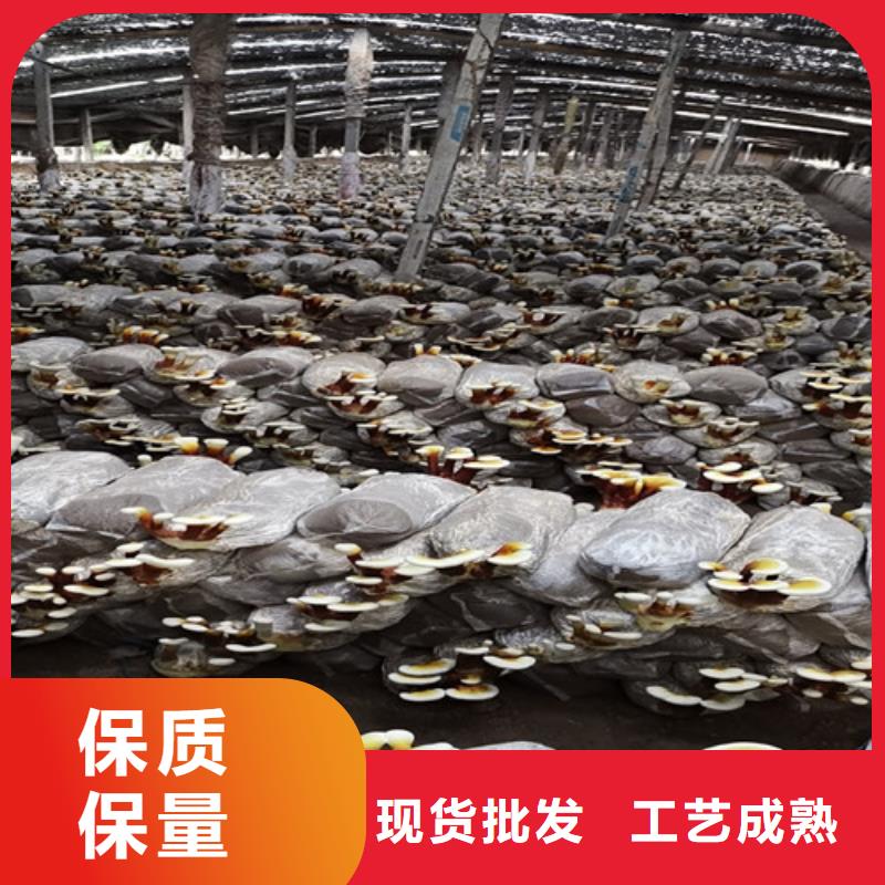 
灵芝粉经济实用