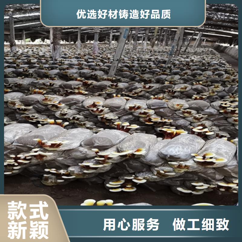 灵芝盆栽不怕同行比质量