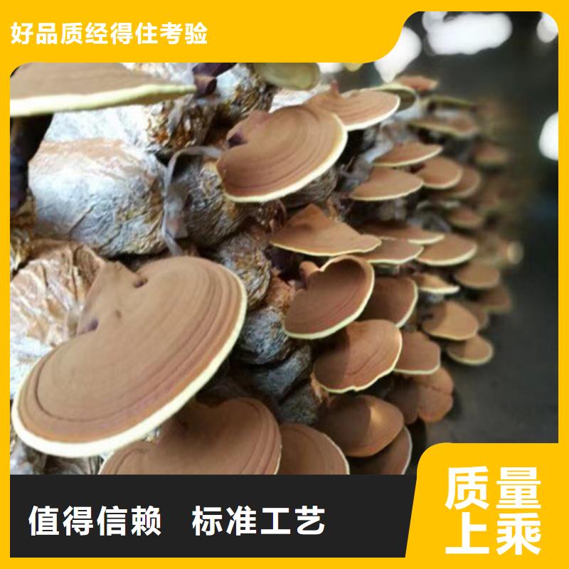 【灵芝孢子粉】,灵芝自营品质有保障