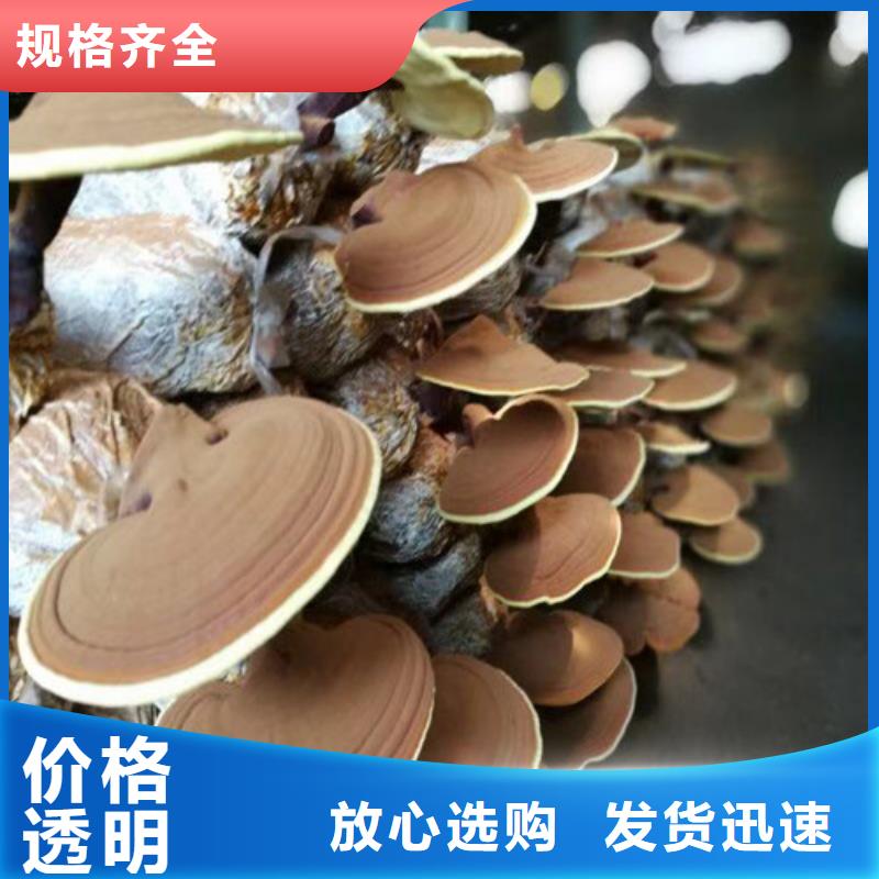 破壁灵芝孢子粉-视频-辽宁省本溪市云海破壁灵芝孢子粉可服务区域明山|南芬|阜新|锦州|盘锦|抚顺|朝阳等