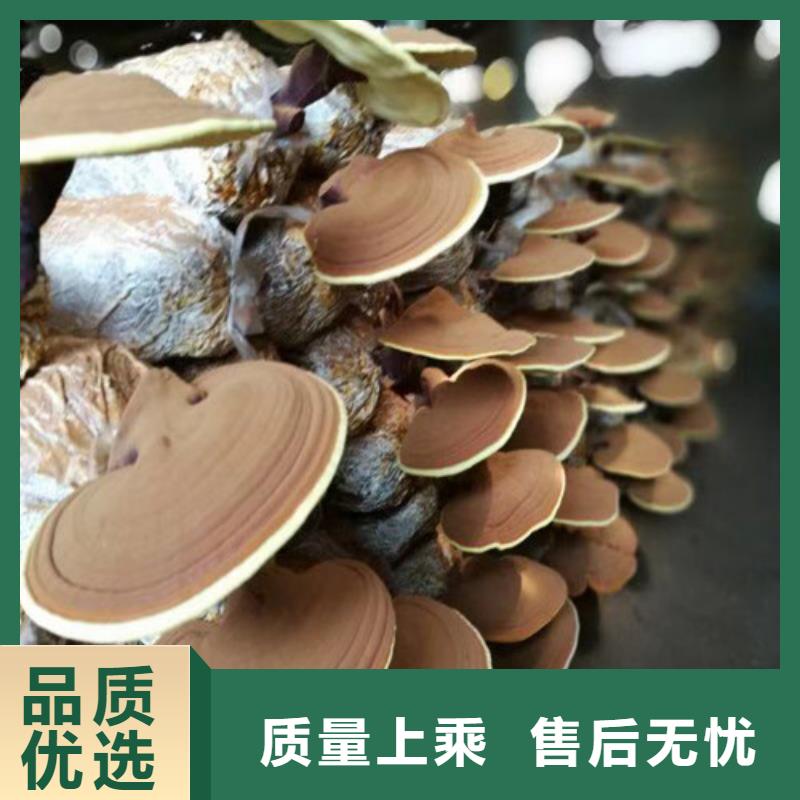 批发灵芝粉_生产厂家