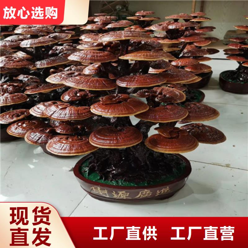 阳春灵芝吃的方法