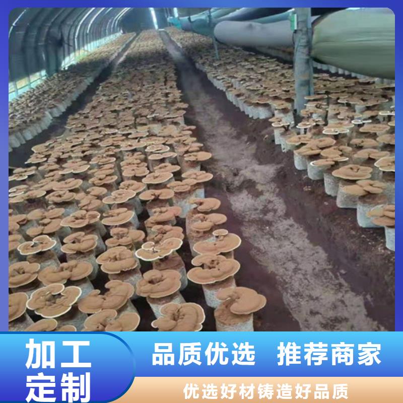 灵芝超微粉厂家-定制