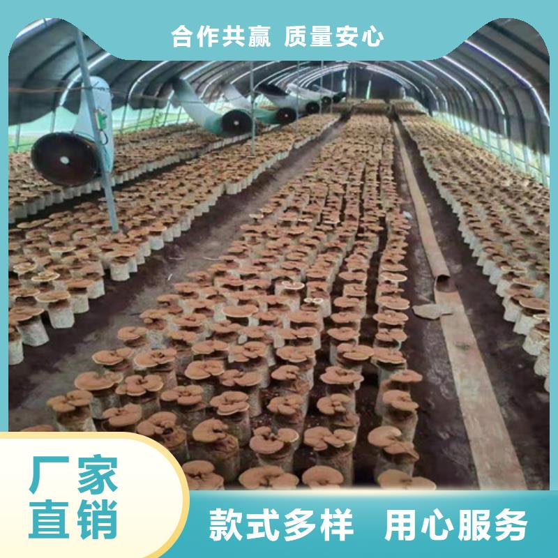 滦南灵芝是什么味道