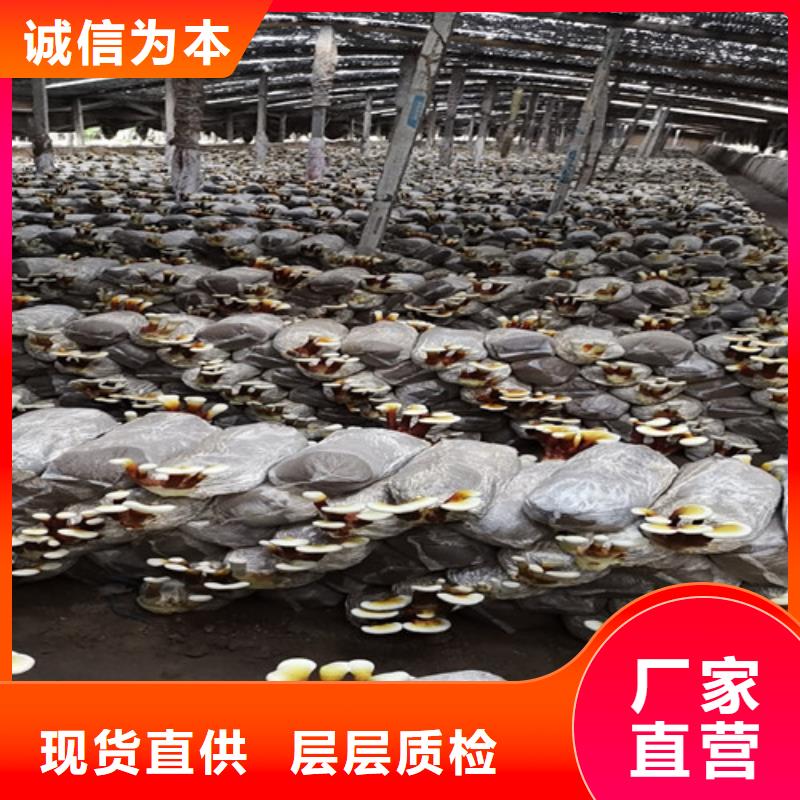 
灵芝粉经济实用