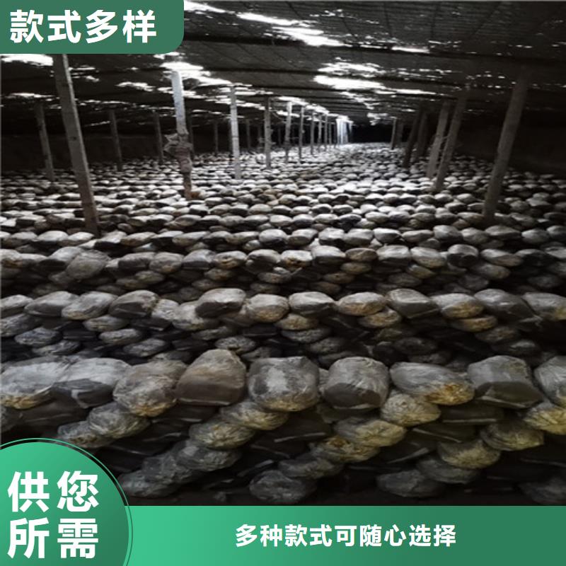 破壁灵芝孢子粉-视频-破壁灵芝孢子粉-甘肃省天水市甘谷|秦安|平凉|白银|金昌|临夏本土生产商