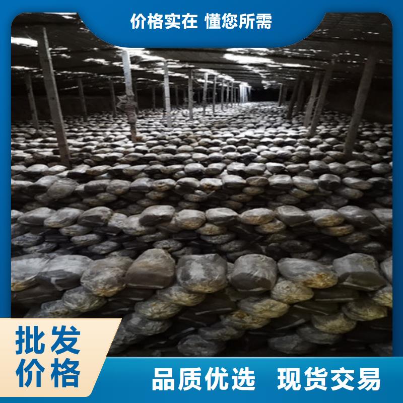 灵芝批发厂家价格优惠
