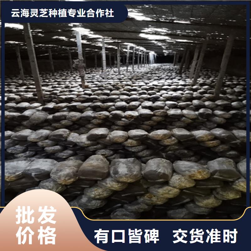 灵芝孢子粉规格齐全的厂家