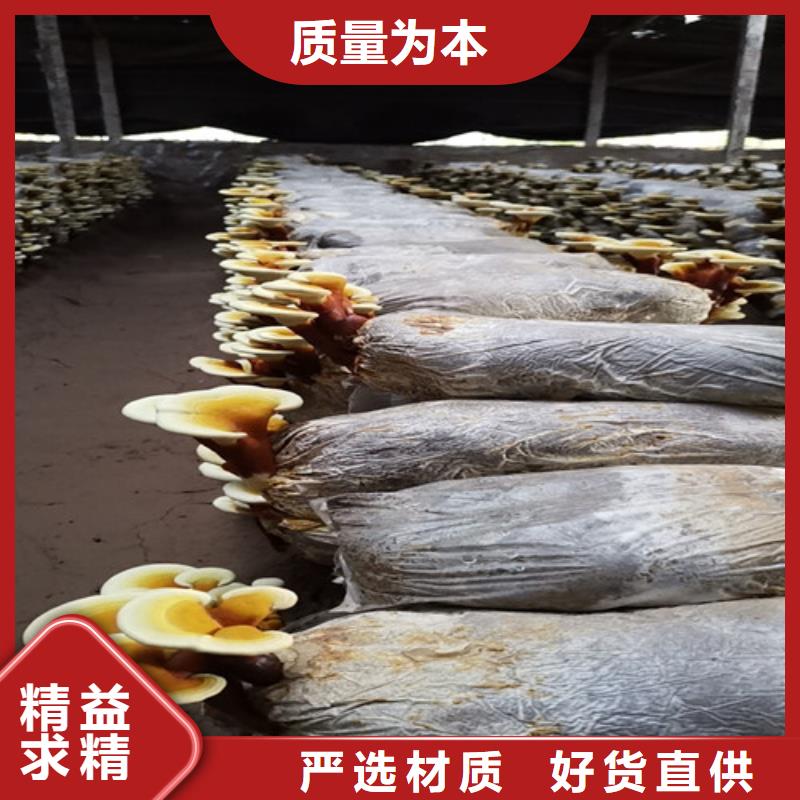 破壁灵芝孢子粉-视频-察隅|米林|日喀则|山南|昌都|阿里|那曲云海破壁灵芝孢子粉_ 云海灵芝种植专业社(林芝市分公司)