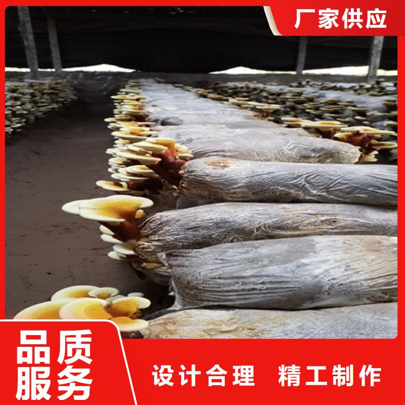 灵芝超细粉诚信商家