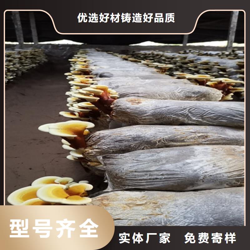 
灵芝粉经济实用