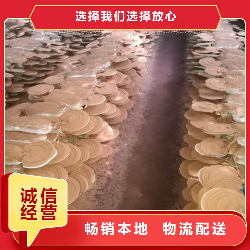破壁灵芝孢子粉-视频-察隅|米林|日喀则|山南|昌都|阿里|那曲云海破壁灵芝孢子粉_ 云海灵芝种植专业社(林芝市分公司)