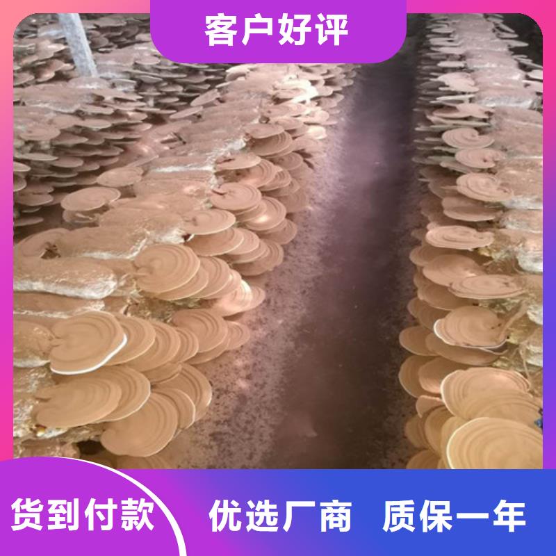 常年供应破壁灵芝孢子粉-品牌