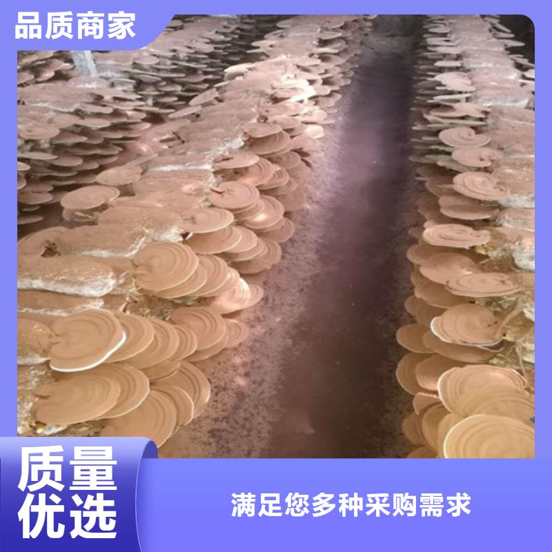 靠谱的灵芝粉经销商