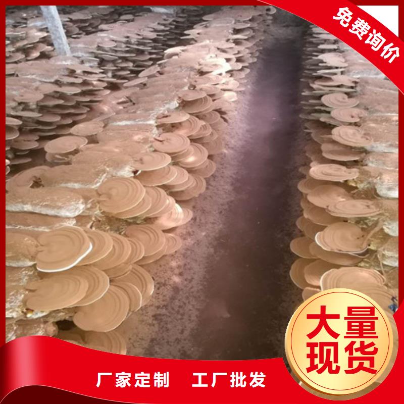破壁灵芝孢子粉-视频-破壁灵芝孢子粉-甘肃省天水市甘谷|秦安|平凉|白银|金昌|临夏本土生产商