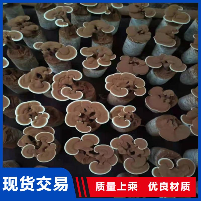 靠谱的灵芝粉经销商