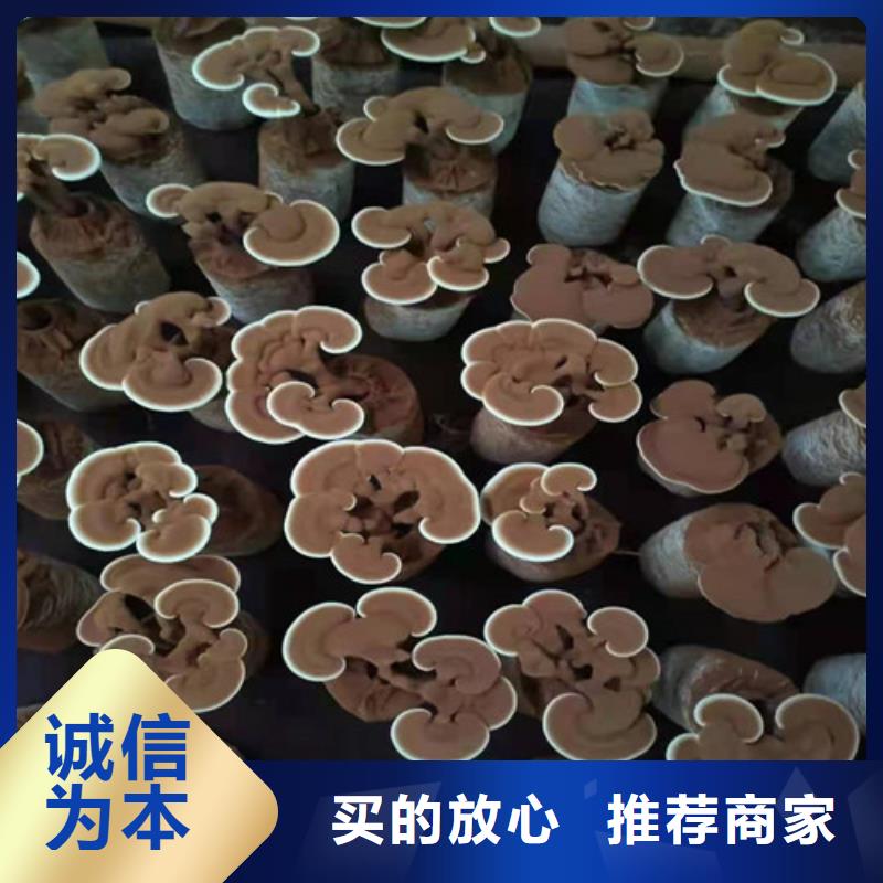 库存充足的灵芝孢子粉公司