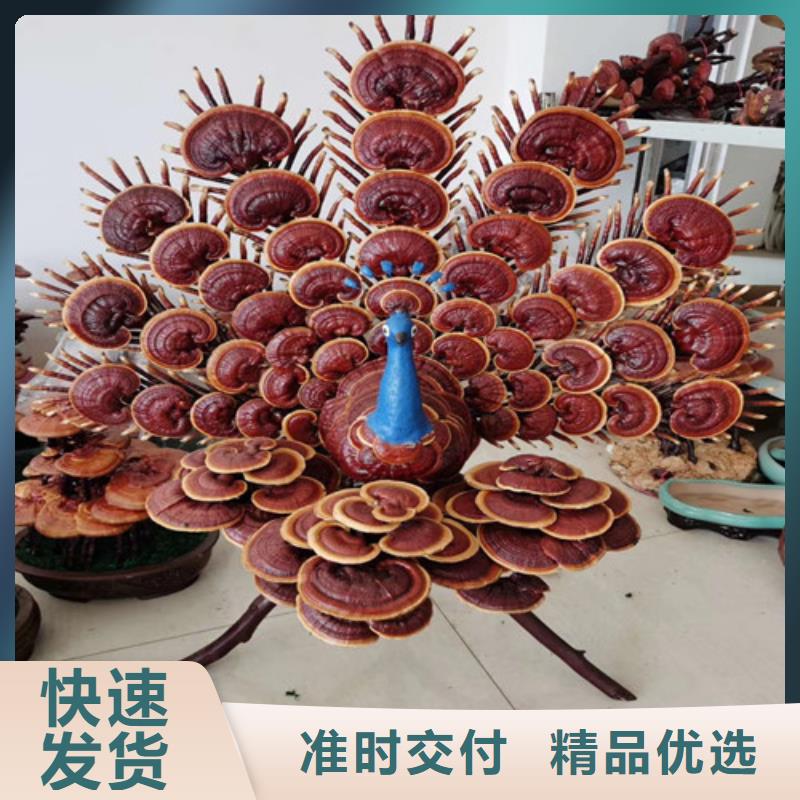 供应孢子灵芝_生产厂家